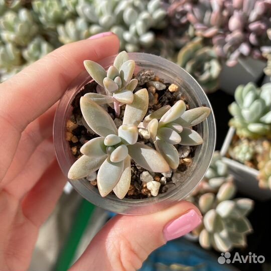Суккуленты детки, эхеверия седум пахиверия