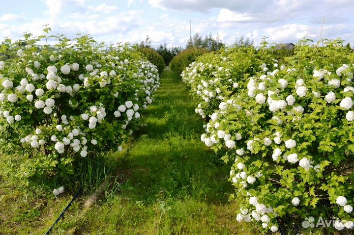 Калина обыкновенная Бульденеж