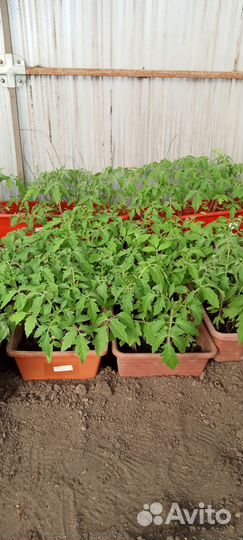В продаже рассада