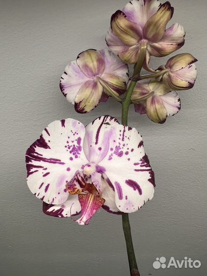 Орхидея Magic Art