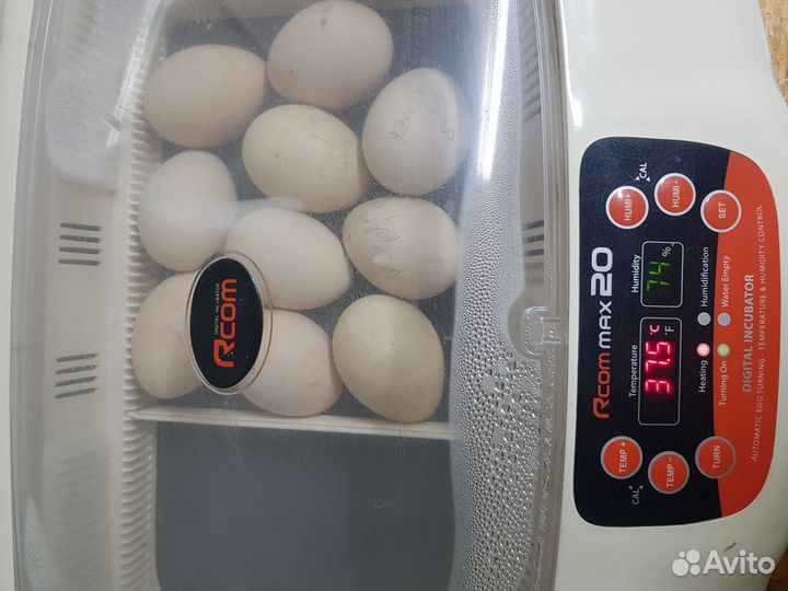 Яйцо павлина