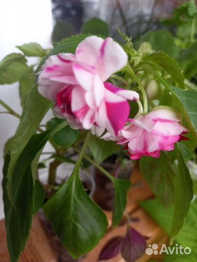 Бальзамин махровый