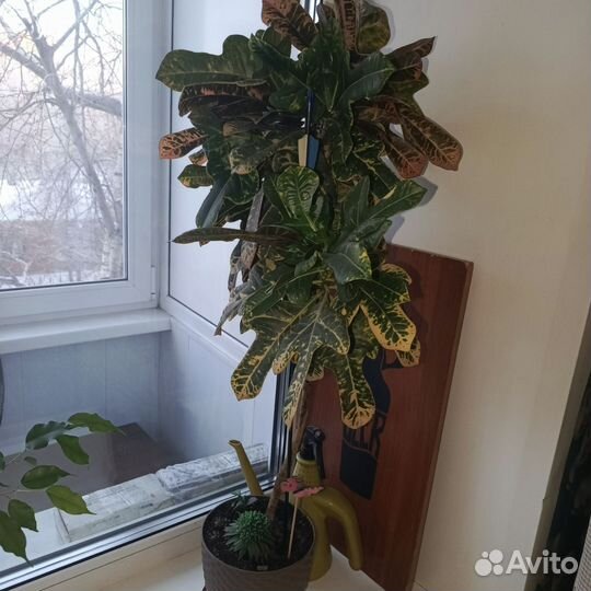 Кодиеум пестрый кротон