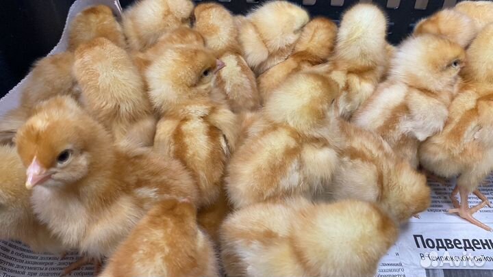 Суточные курочки Ломан Браун в Абинском районе