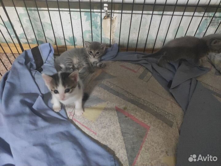 Котята в добрые руки бесплатно