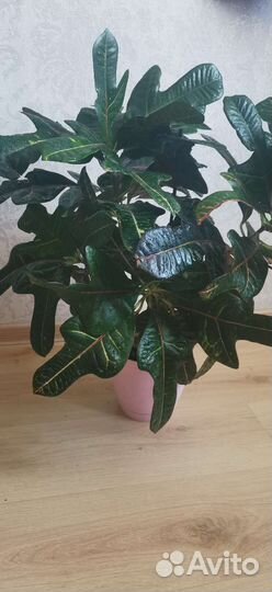 Кодиеум кротон