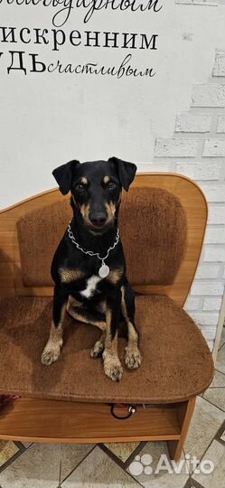 Вязка ягдтерьера