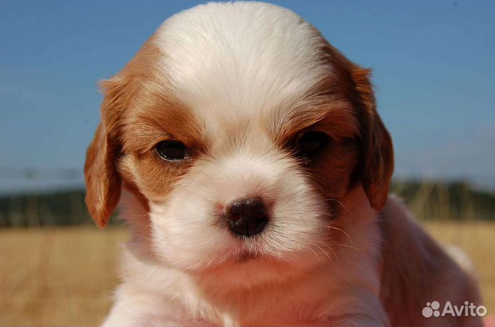 Щенки кавалеров