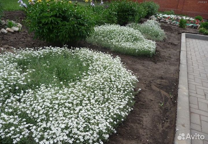 Белый ковер из Ясколки