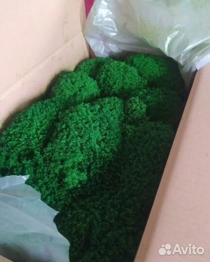 Мох для декора стен и помещений ягель кочки опт