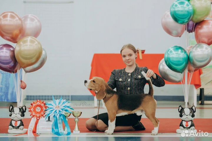 Вязка кобель бигль