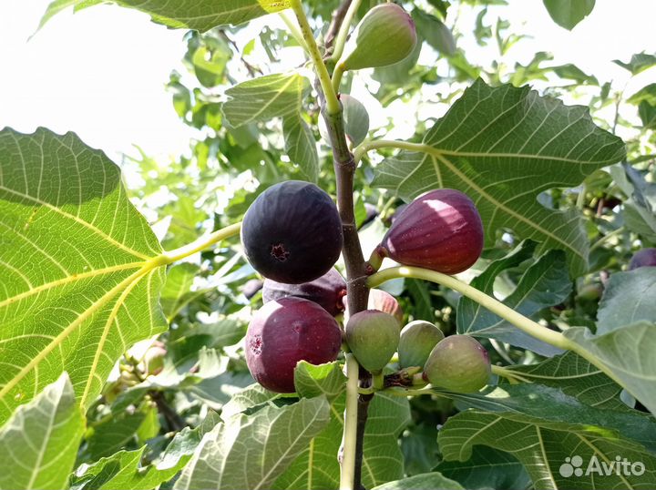 Инжир садовый