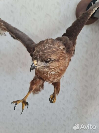 Чучело птицы