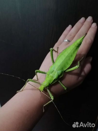 Палочник Heteropteryx dilatata