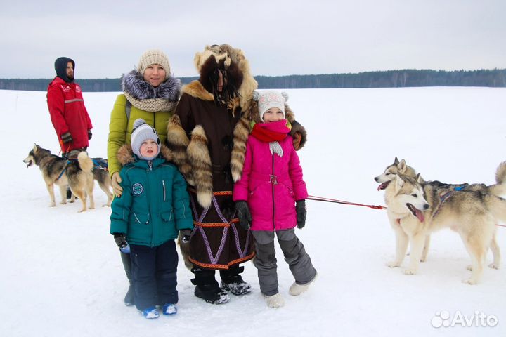 Сказки про хаски