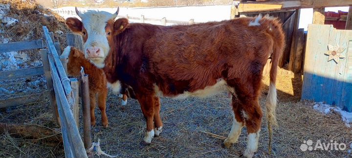 Продаётся первотелка