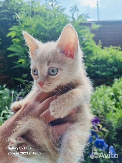 Малыш котенок ищет родителей