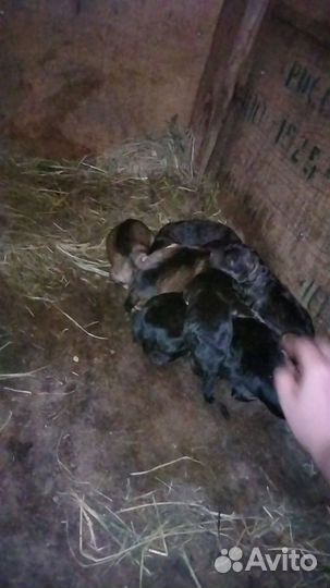 Щенки метисы в добрые руки