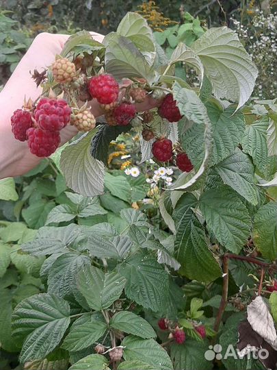 Ремонтантная малина саженцы