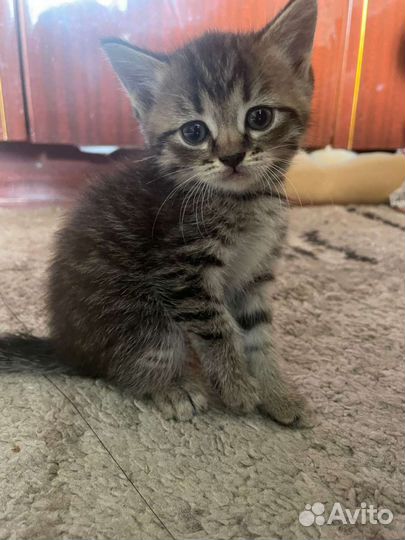 Котята сибирской кошки