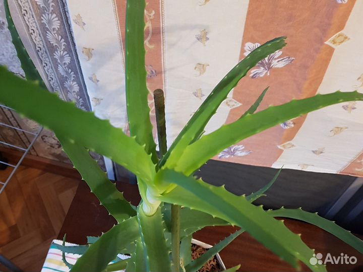 Алоэ лечебный