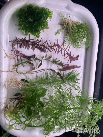 Растения для аквариума