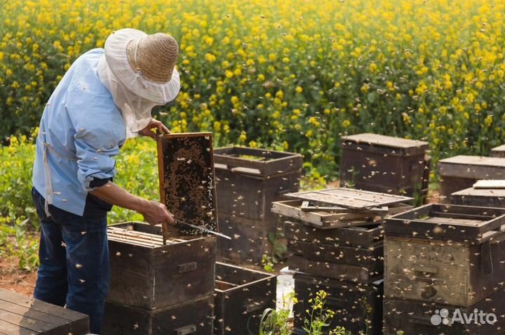 Мед натуральный алтайский опт