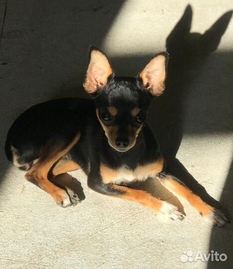 Той-терьер вязка