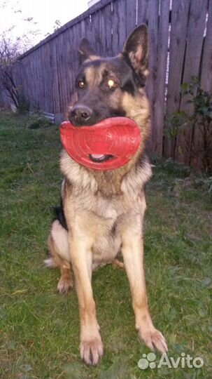 Собака для вязки