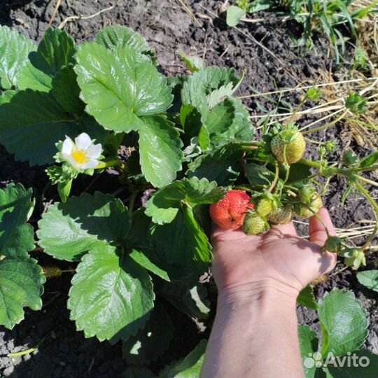 Саженцы клубники более 60 ти сортов