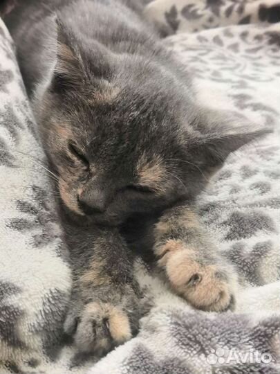 Котёнок 3 месяца Сима