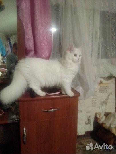 Турецкая ангора