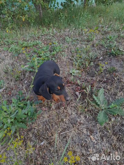 Такса стандартная