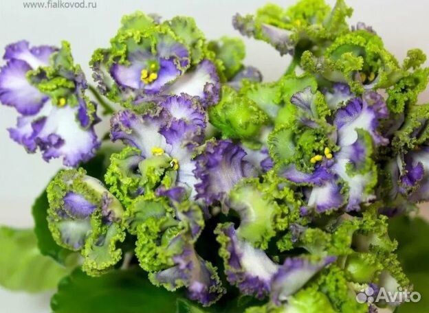 Фиалка ав Лягушонок