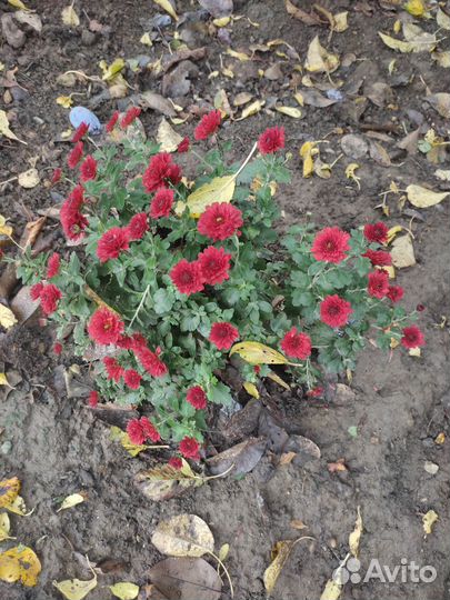 Хризантемы мультифлора шаровидная