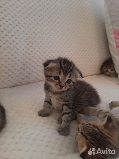 Котятки в добрые руки