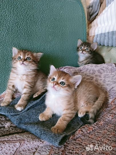 Отдам котят в добрые руки