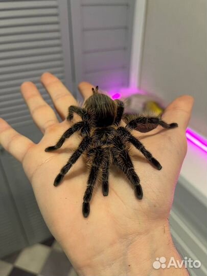 Паук лошадиный кучерявый