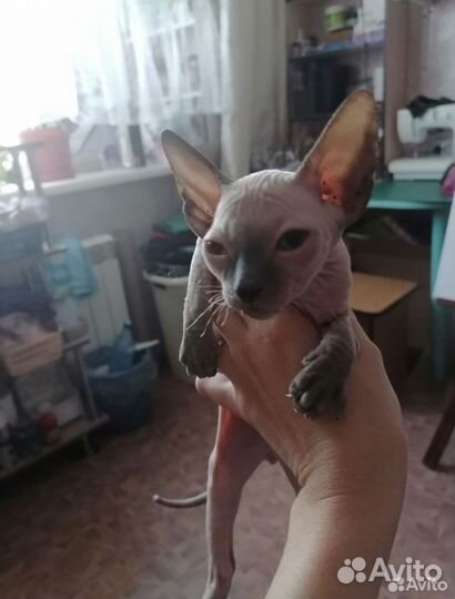 Донской сфинкс