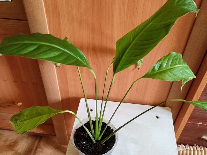 Спатифиллум