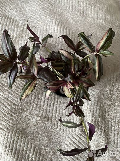 Традесканция