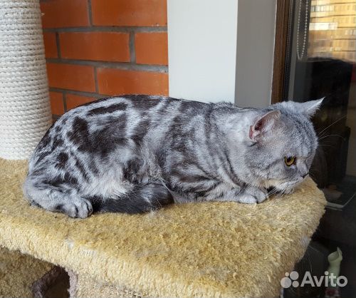 В любящие руки шотландская красавица. Питомник