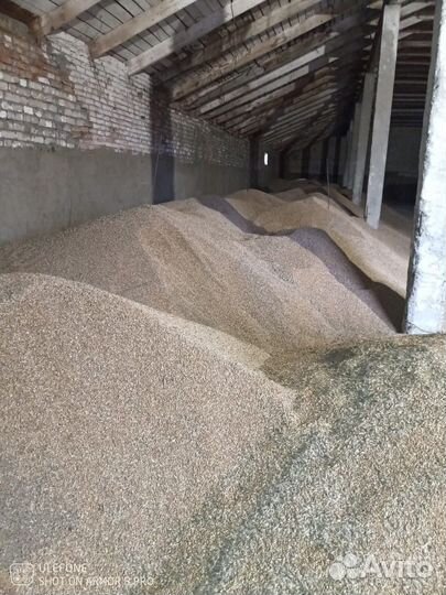 Зерно фуражное