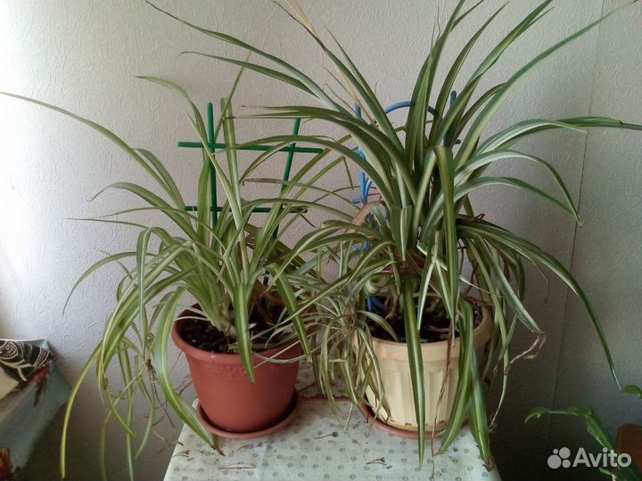 Цветы комнатные алоэ, хлорофитум, щучий хвост