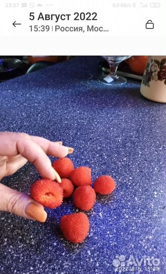 Тибецкая малина, саженцы