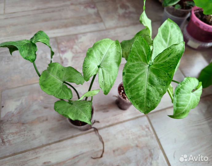 Сингониумы из частной коллекции