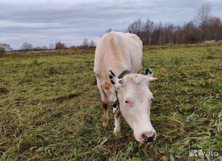 Продаётся тёлка