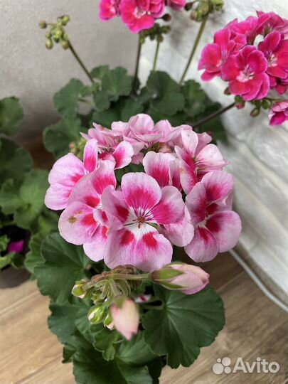 Пеларгония герань комнатные цветы