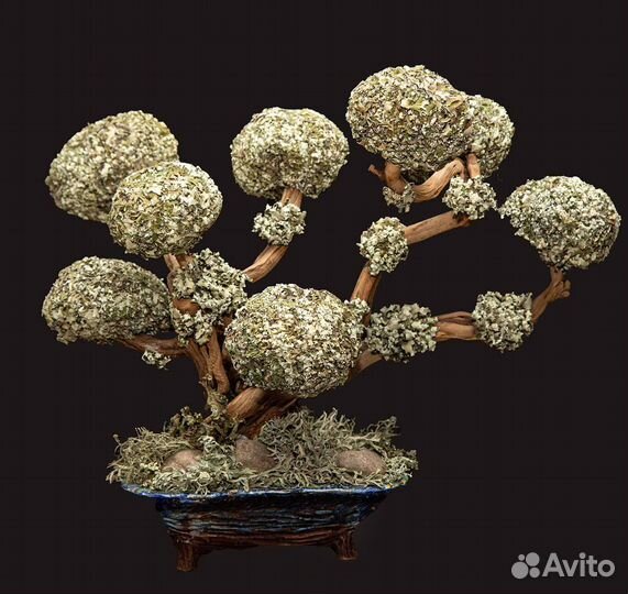 Живые деревья из Цетрарии