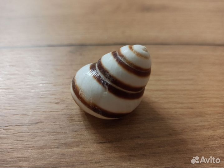 Морская раковина